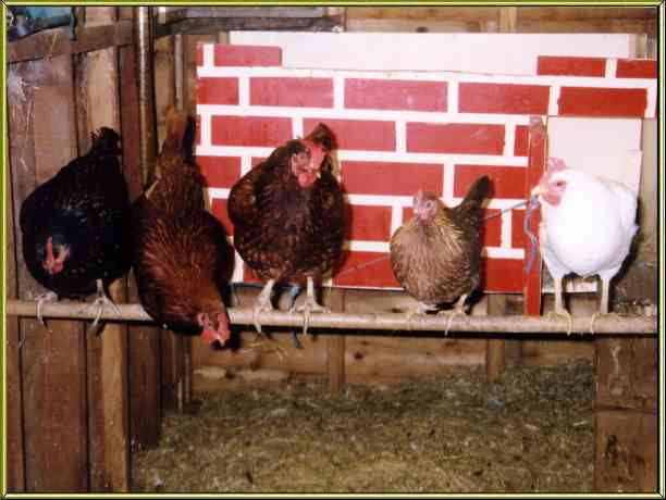 Hens on perch