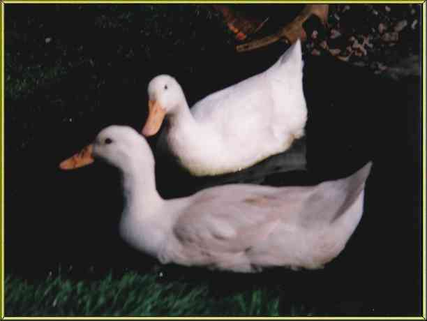 Ducks swimming