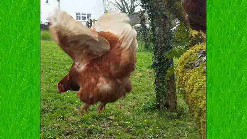 Chicken Showjump