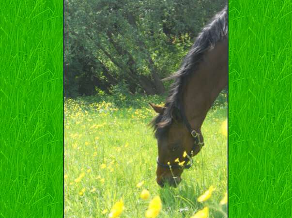 Jasper in Field #4