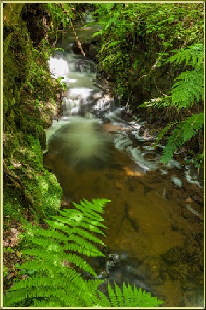 Windfall brook