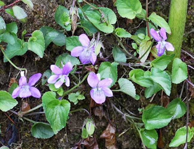 Violets