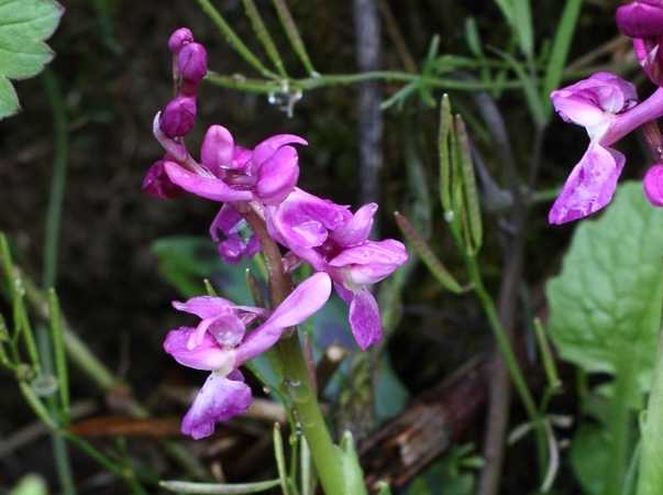 Spotted Orchid