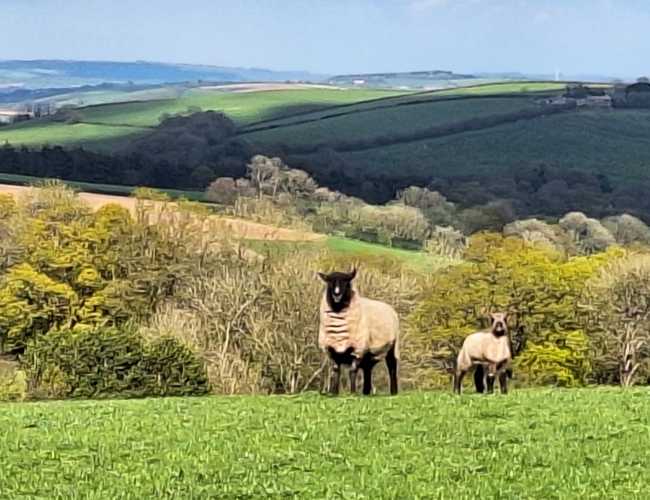 Belligerent Ewes
